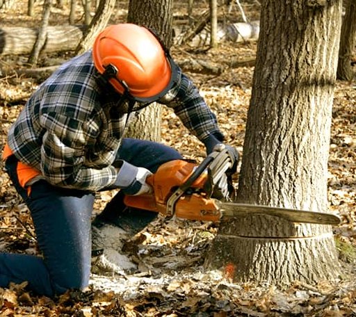 Tree Removal in Prospect, PA